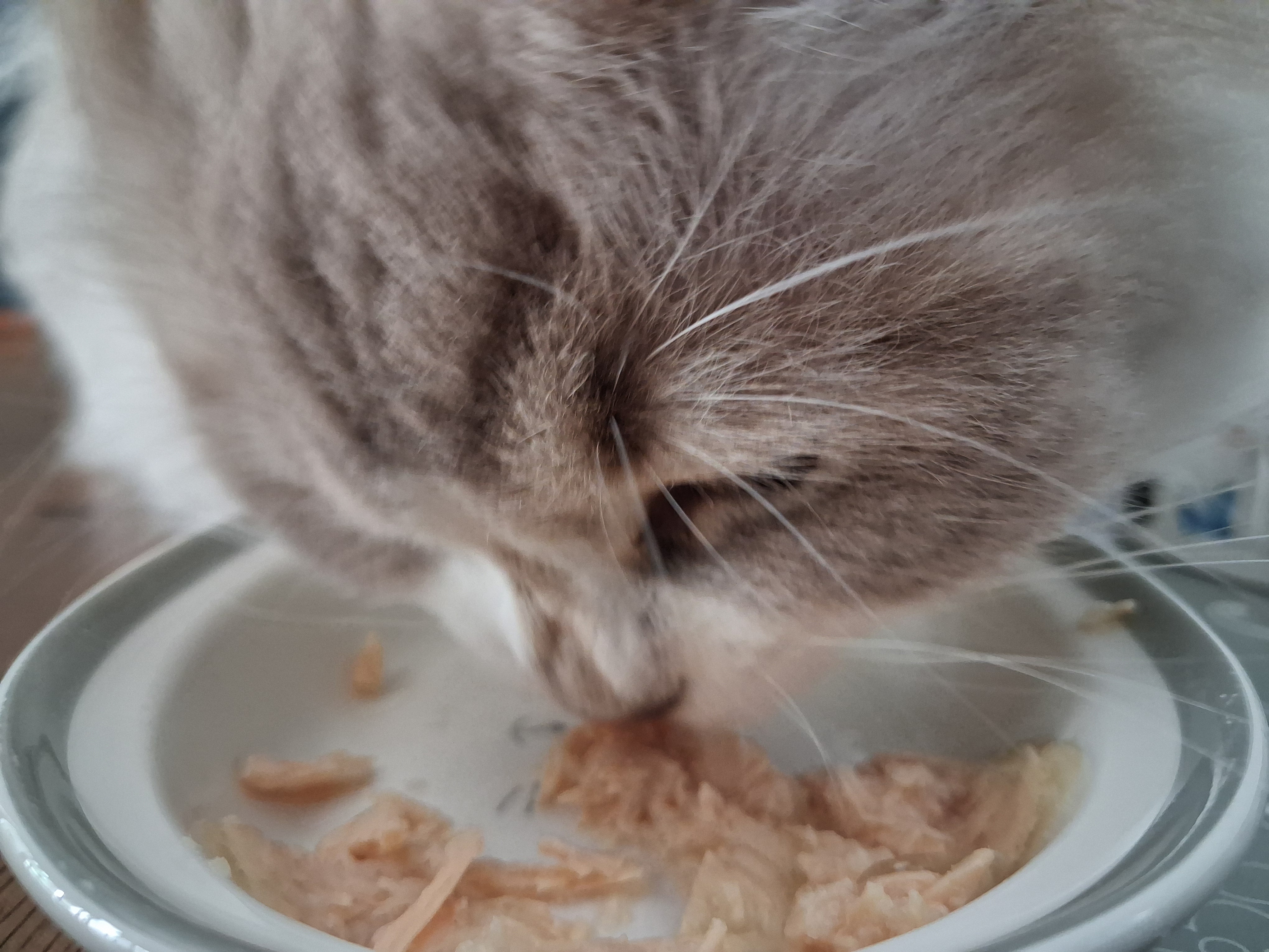 Ranking najlepszych karm dla kotów sterylizowanych – jaką wybrać?