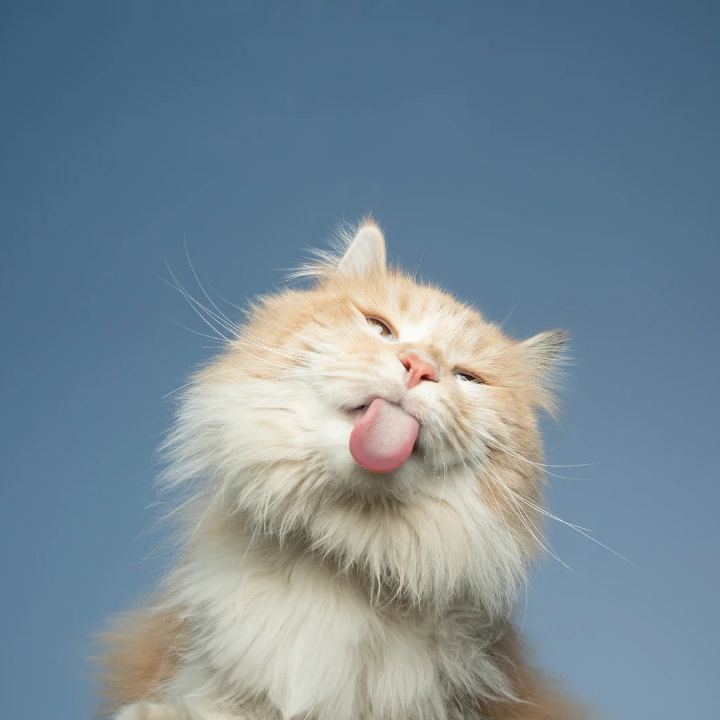 Tajemnice Kociego Szczęścia: Jak Rozpoznać, że Twój Mruczek Jest Zadowolony?